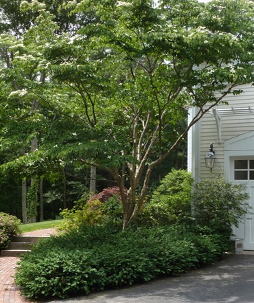 website-before treejpg